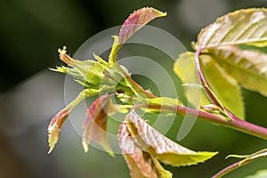 Pests, plants diseases. Aphid close-up on rose bud.