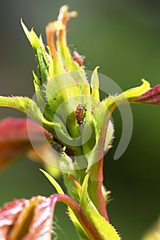 Pests, plants diseases. Aphid close-up on rose bud.