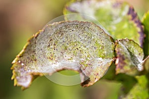 Pests, plants diseases. Powdery mildew close-up