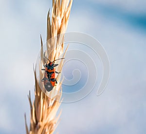 Pests of plants red bug on the ear of cereals