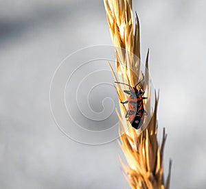 pests of plants red bug on the ear of cereals