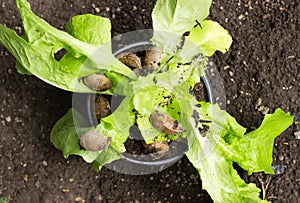 Pests slug eat salad in a pot among the garden. Invertebrates are pests of vegetables and fruits