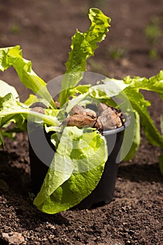 Pests snails eat salad in a pot among the garden. Invertebrates are pests of vegetables and fruits