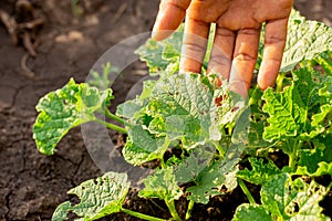 Pests such as worms and moths that destroy seedlings of growing plants.