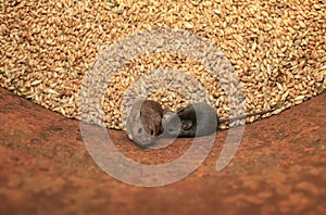 Pests two nasty gray mice sit in a barrel of golden grain and spoil the harvest in the barn photo