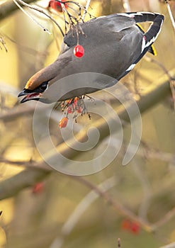 Pestvogel, Bohemian Waxwing, Bombycilla garrulus