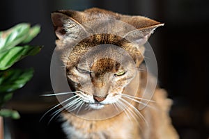 A pet Abyssinian cat sitting on a table with light and shadows