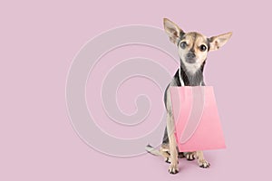 pet accessories, pet shop, cute dog with shopping bags, copy space