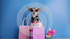 pet accessories, pet shop, happy dog in sunglasses with a shopping cart with pet goods