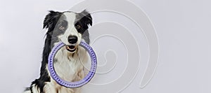 Pet activity. Funny puppy dog border collie holding puller ring toy in mouth isolated on white background. Purebred pet