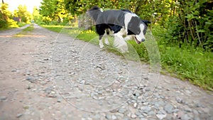 Pet activity. Puppy border collie walking in park outdoor. Pet dog with funny face running on road in sunny summer day