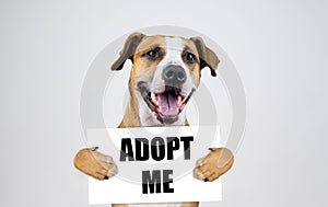 Pet adoption concept with staffordshire terrier dog. Funny pitbull terrier holds photo