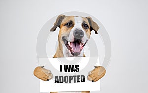 Pet adoption concept with staffordshire terrier dog. Funny pitbull terrier holds photo