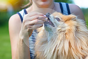 pet adoption. feeding  dog a treat