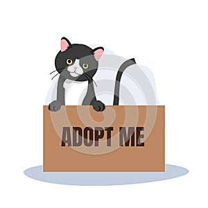 pet adoption and fostering concept. Black Cat in Box with 'Adopt Me' Sign