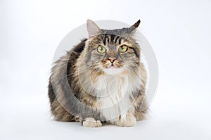 Pet, an adult cat lying longhaired