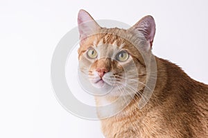 pet adult ginger cat close-up on white background