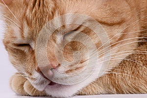 pet adult ginger cat portrait