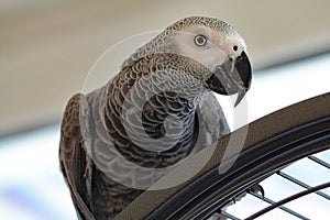 A pet African Grey Parrot sitting on top of his cage. The bird is looking at the camera.