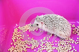 Pet African pygmy hedgehog in box with wood granules. Care of a hedgehog