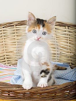 Pet animal; cute cat