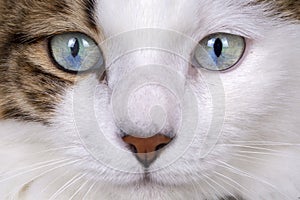 Pet animal; cute cat indoor. Blue eyed cat