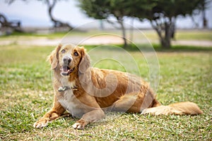 Pet animal; cute dog indoor.