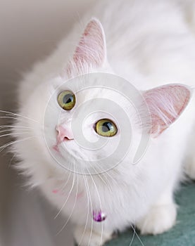 Pet animal; cute white cat. Turkish Ankara Cat