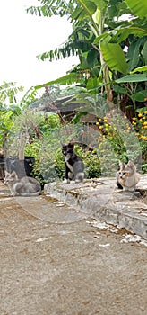 Pet animal grass flower green yellow kitten tree