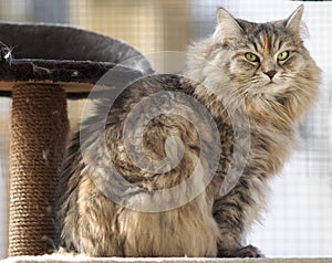 Pet and animal. Siberian female cat