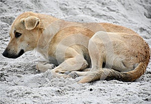 Pet animals dog rest on Waite send photo