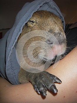 Pet baby capybara snuggling and sleeping in a hoodie