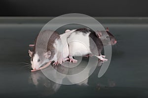 Pet baby rats on a glass table