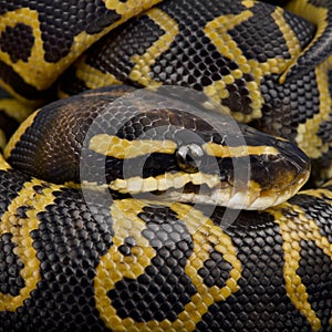 Pet Ball python Python regius