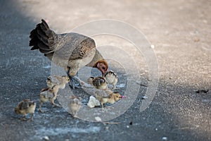 Pet Bantam hen with new born chickens