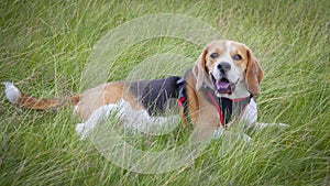 Pet Beagle dog hound laying in long grass