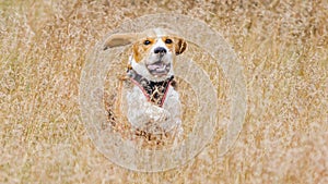 Pet Beagle dog hound running through long grass
