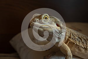 Pet Bearded Dragon lizard looking friendly on the bed