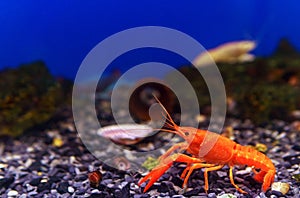 Pet of a beautiful red in freshwater lobster. in the aquarium. selective focus