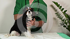 pet being examined at veterinary clinic. male veterinarian in green medical suit with stethoscope checks dog's ears