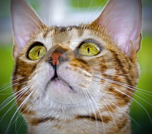 Tabby Cat staring upwards.