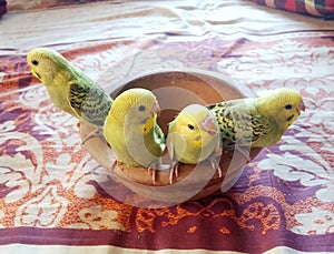 Pet Birds chirping at home