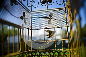 Pet Birds Perspective In Cage