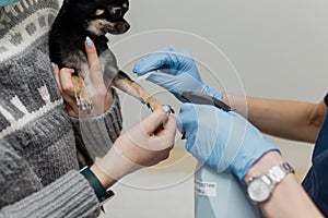 Pet blood sampling for test. Veterinarian doctor in gloves treat paw with antiseptic