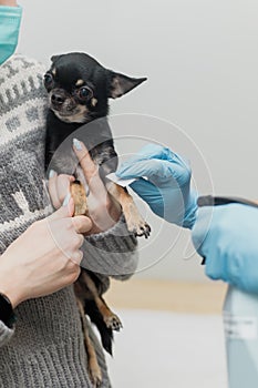 Pet blood sampling for test. Veterinarian doctor in gloves treat paw with antiseptic