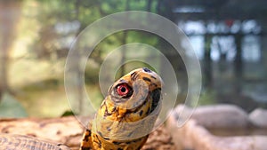 Pet box turtle with red eyes head close-up