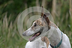 Pet brindle and white greyhound portrait as she looks to the left