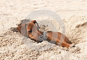 Pet brown puppy dog breeds miniature Pinscher resting in virit pit in the sand on the beach in summer Sunny day vacation