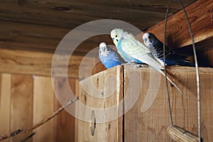 Pet budgerigars in aviary