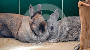 pet bunny rabbits lying next to each other